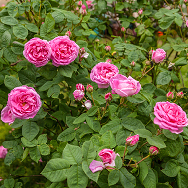 ローズの花びら(赤)の使用方法
