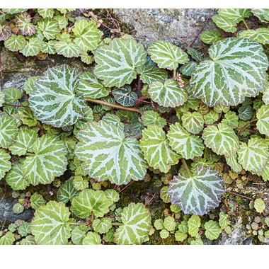 ユキノシタ(虎耳草)の使用方法