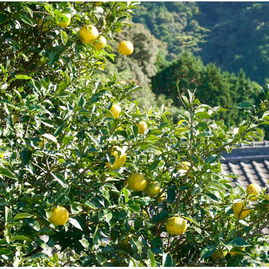 無農薬:ゆず(柚子)の種の使用方法